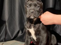 Üst kalite cane corso