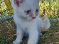 British shorthair 4 aylıklar yardımcı olunur