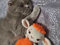 Dişi British Shorthair