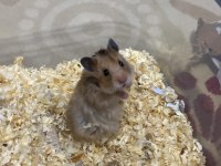 Hamster Yavru