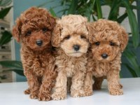 Toy Poodle Yavrularım Sağlık Ve Irk Garantilidir