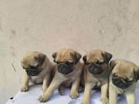Pug Mops Yavruları En Kucuk Boy Gül Kuyruk Basık Surat