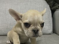 İki buçuk aylık güzeller güzeli french bulldog yavrular