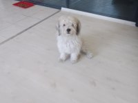 Crazy Goofy Maltese Terrier