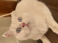 Kedi Sahiplendirme british shorthair
