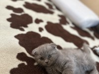Safkan scottish fold top kafa
