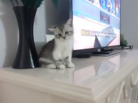 48 günlük bebekler british shorthair