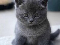 Sağlıklı oyuncu british shorthair bebekler