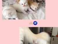 2 kız ve 1 erkek chinchilla kedisi