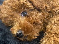 Sahibinden toy poodle