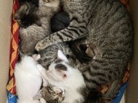 8 Adet Dünyalar Tatlısı Kardeş Tekir
