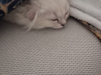 Scottish fold