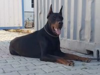 FCİ SECERELİ DEV ADAYI KİNG DOBERMAN