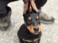 Doberman yavrularımız