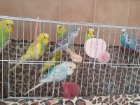 Çok sağlıklı muhabbet kuşu ev kuşları
