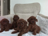 Toy Poodle Yavru Köpeklerimiz
