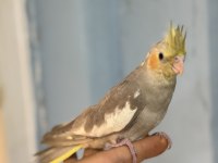 El Besleme Bebek Sultanlar