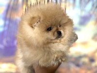 Teddy Bear Orjinal Pomeranian