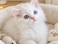 Odd Eyes British Longhair