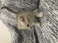2 aylık scottish fold izmir