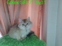 Scottish golden yavruları full şecereli
