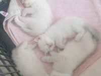 Scottish fold dişi ve erkek yavrular