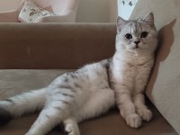 British shorthair kızımız