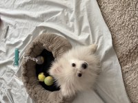 3 aylık pomeranian beyaz erkek sahiplendirilecektir