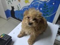 2 AYLIK MALTİPOO YAVRU