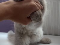 scottish fold