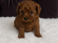 A kalite garantili toy poodle yavrular