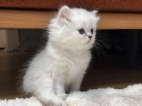 1 Aylık Dişi British Longhair Yavrumuz