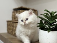 Pamuk gibi British longhair yavru