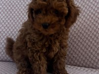 Minik Kore poodle