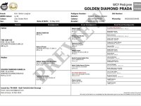 SAHİPLENDİRME BRİTİSH LONGHAİR