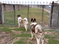 Amerikan Akita Yavru Erkek-Dişi