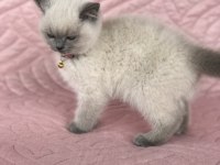 Denizli British Blue Point 2.5 aylık