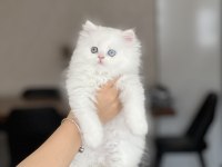 EŞSİZ GÖZ RENGİNDE BRİTİSH LONGHAİR YAVRUM