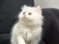 Üst Kalite Cins Yavru Kedilerim Şehirdışı Gönderilir