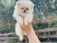 Irk Ve sağlık Garantili Pomeranian Bebekler
