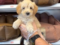 BİRBİRİNDEN GÜZEL MALTİPOO BEBEKLER