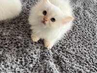 British longhair yavrular