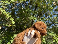 WC EĞİTİMLİ REDBROWN TOY POODLE YAVRUMUZ