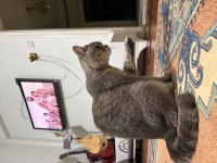 Dişi British Shorthair
