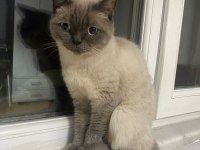 3 yaşında dişi bluepoint british shorthair