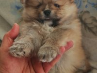 1.5 aylık pomeranian köpekler