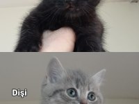 2 DİŞİ 1 ERKEK DİK VE KIRIK KULAK YAVRULARIMIZ MEVCUTTUR