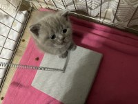 Açık Kahverengi British Shorthair Yavrumuz