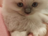SAFKAN RAGDOLL YAVRUMUZ YENİ YUVASINI ARIYOR