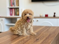 Maltipoo Bebişlerim